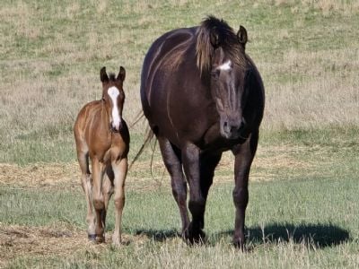Sapa Hula Drift JW<br>AQHA 5571529